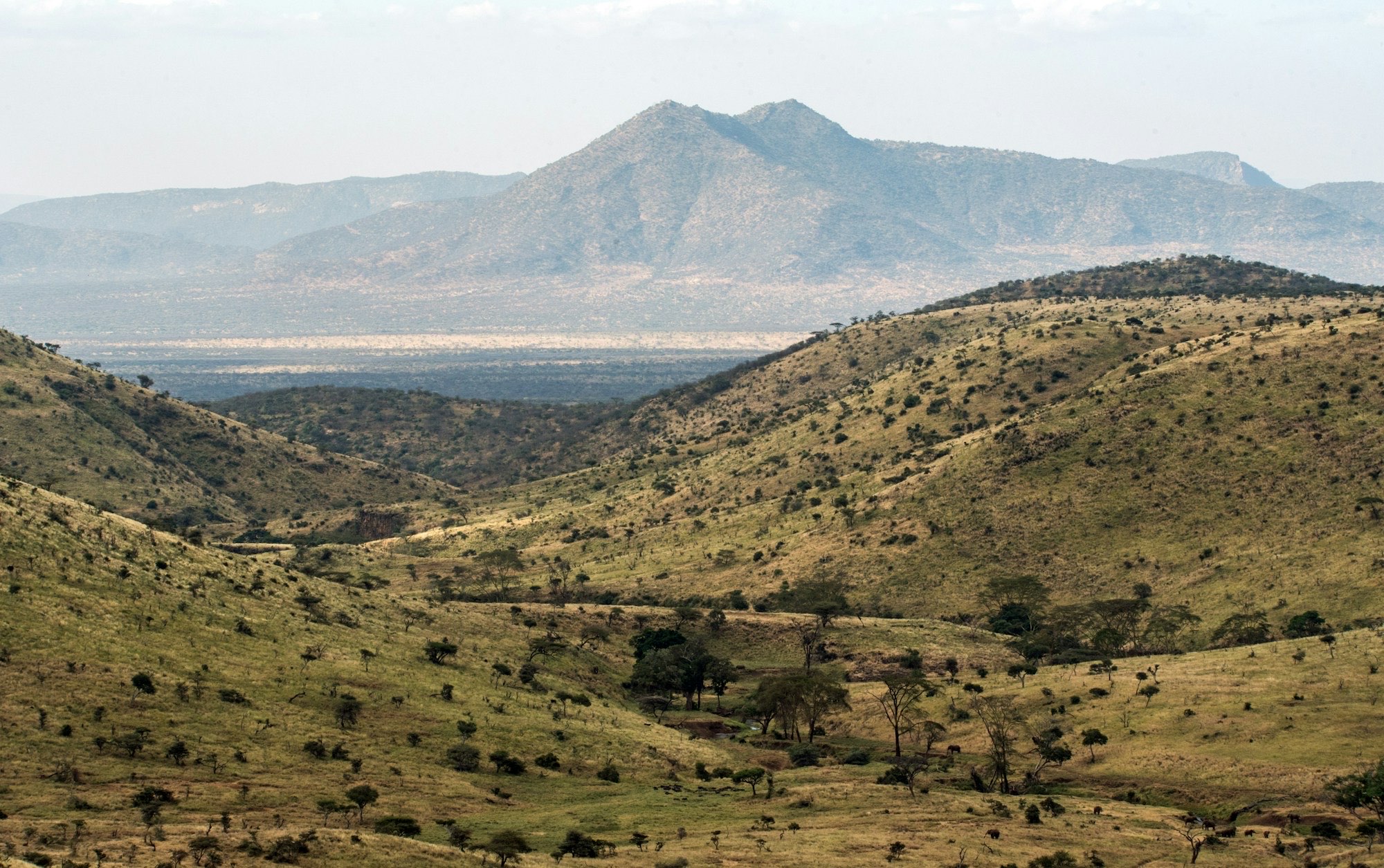 Open savanna landscape at dusk